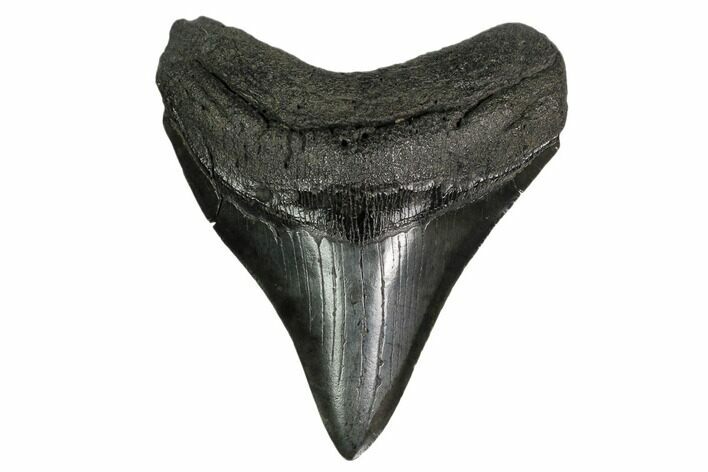 Fossil Megalodon Tooth - South Carolina #157844